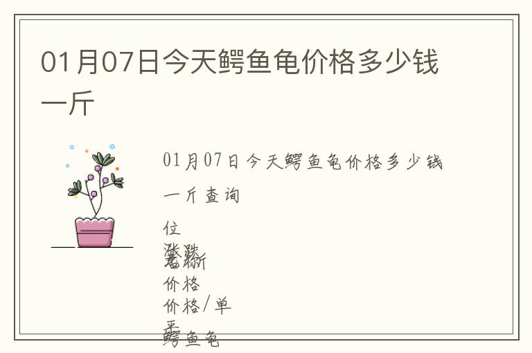 01月07日今天鱷魚龜價(jià)格多少錢一斤